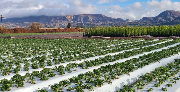 Ventura County Crop and Livestock Report 2021